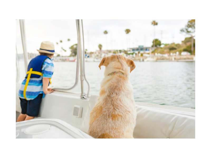 a pic of a dog on a yacht